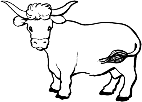 Cow  Coloring Page